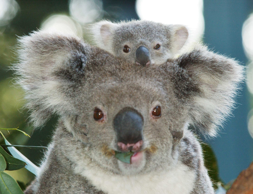 koala clip art. Pictures of baby koalas
